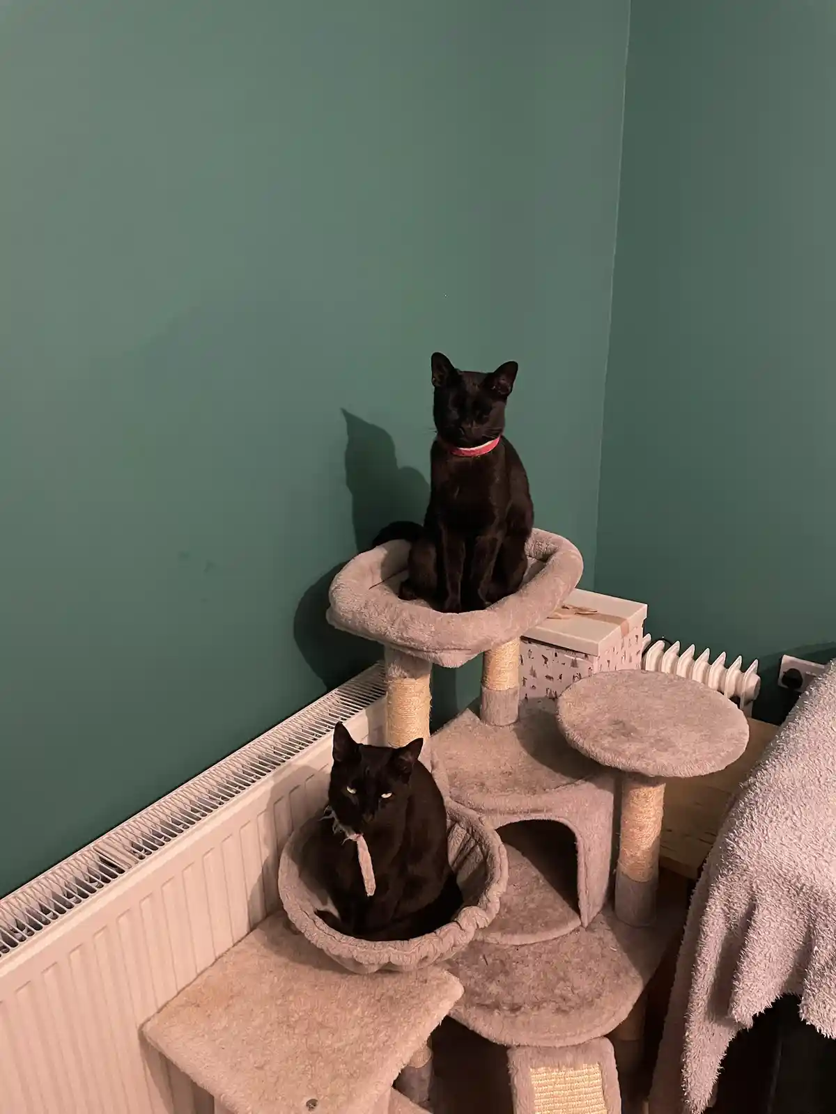 Two black cats are on a multi-level cat tree against a teal wall; one sits atop the structure while the other rests in a…