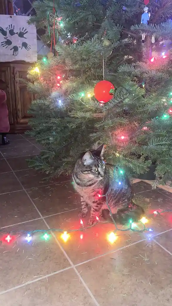 The adorable Christmas cat is here to spread cheer!