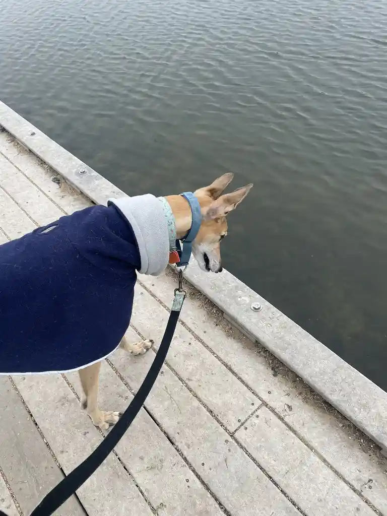 A Brief Pause for Our Adorable Canine Friend