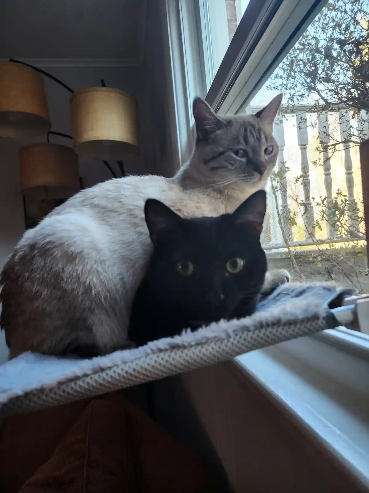Two cats are perched on a windowsill; a black cat in the foreground stares directly at the camera with wide eyes, while a…