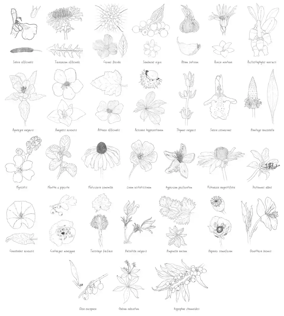 A grid of black-and-white botanical illustrations of various plants and flowers, each labeled with its scientific name, such…