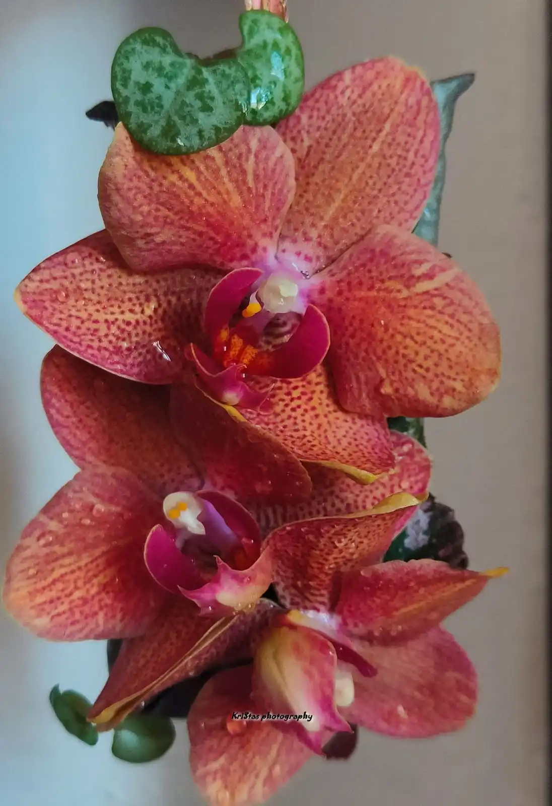 A close-up photo of a pink and orange spotted orchid with water droplets, topped by a green, heart-shaped leaf that…
