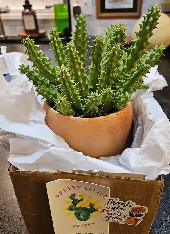A potted cactus with numerous sharp spines sits in a cardboard box lined with white tissue paper. The box has a sticker that…