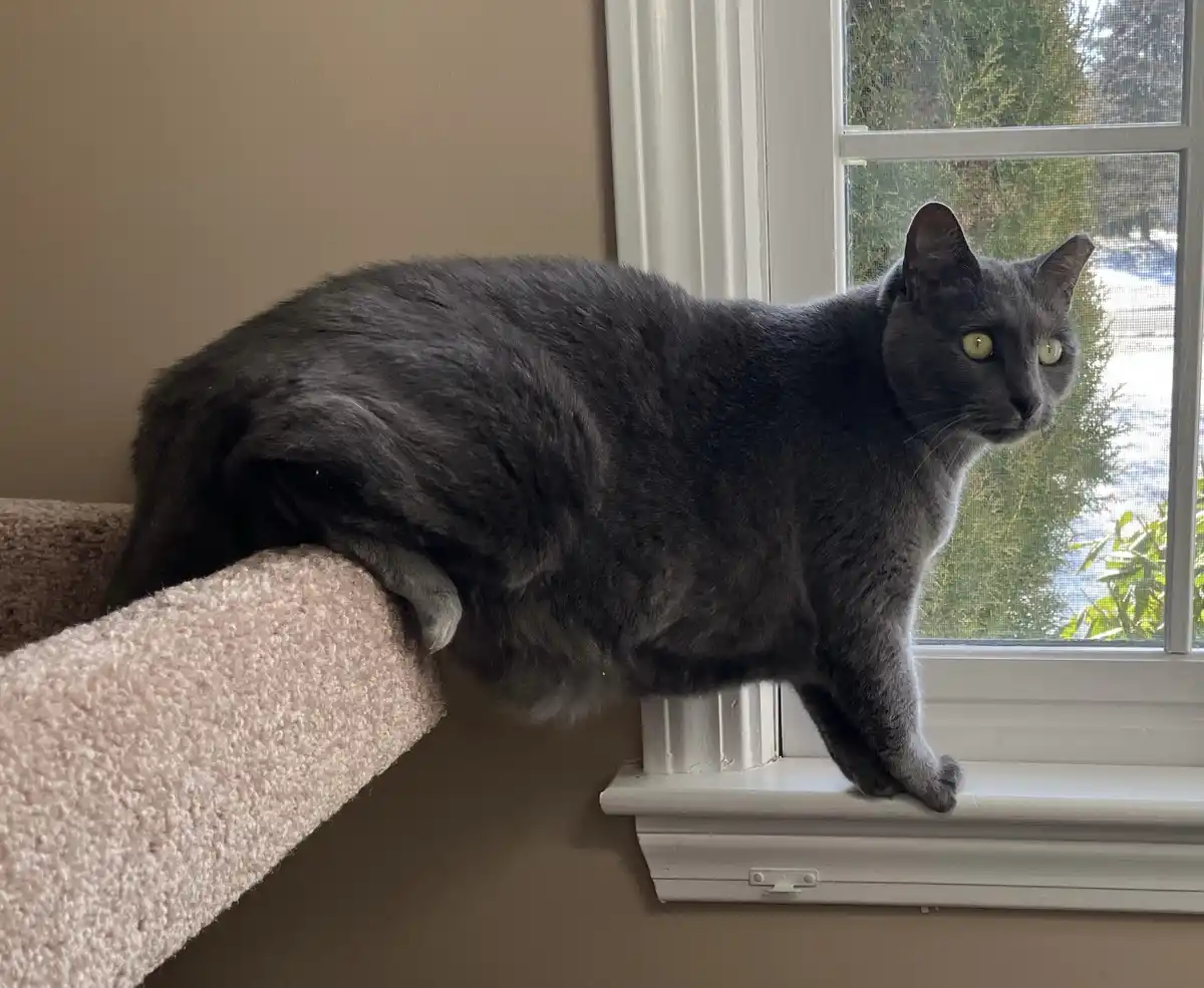 A gray cat with bright green eyes is perched on a window ledge, one paw on the windowsill and the rest of its body draped…