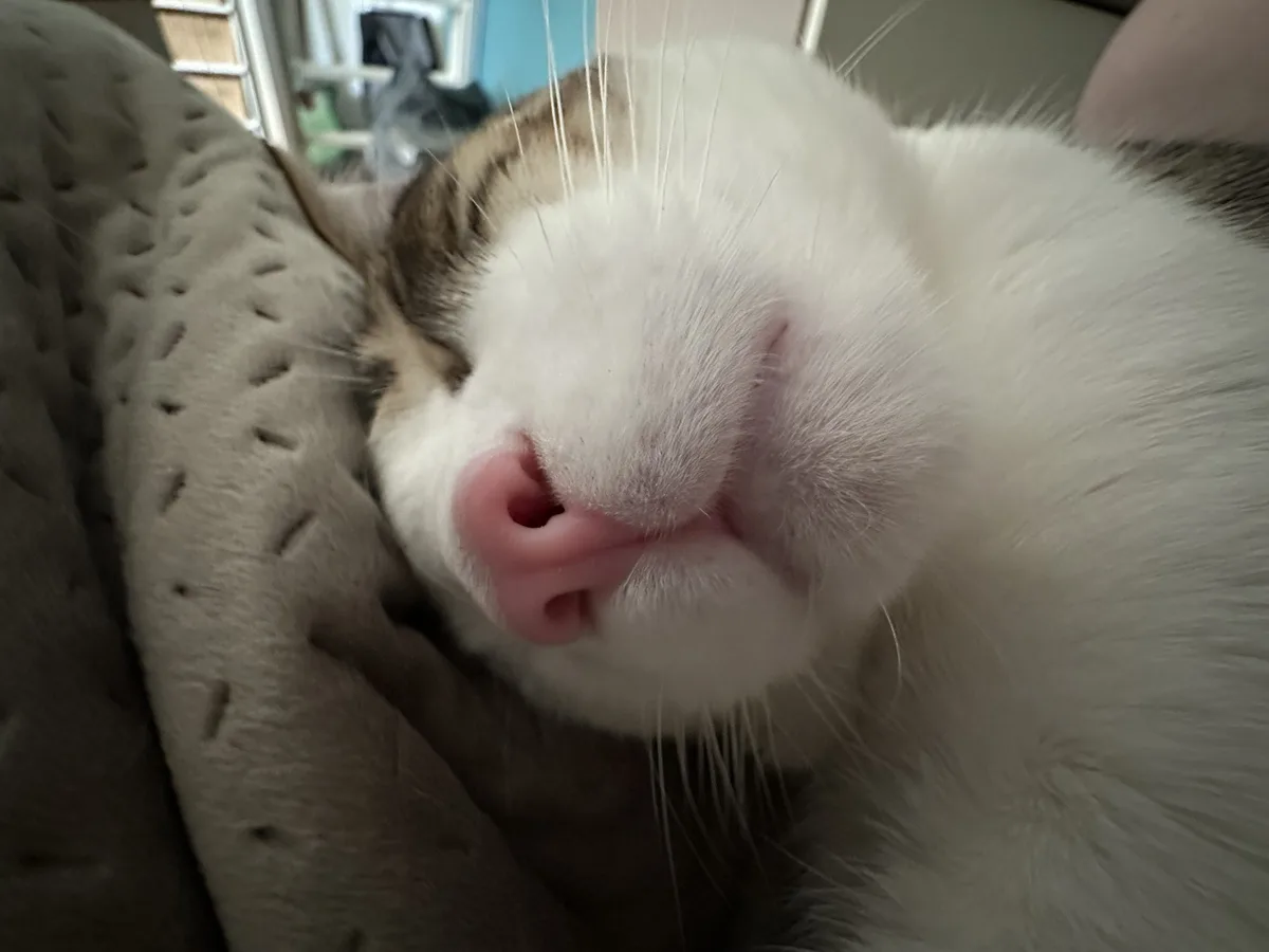 Give that snoot a gentle boop!