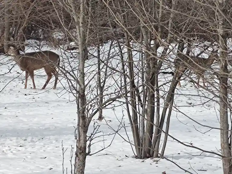 A Deer Spotted in Our Yard - January 22, 2025