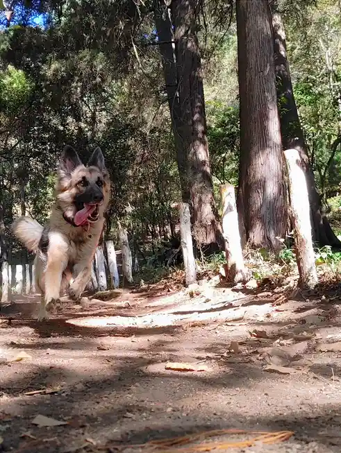 A German Shepherd dog is captured mid-stride, running energetically toward the camera on a dirt path in a wooded area with…