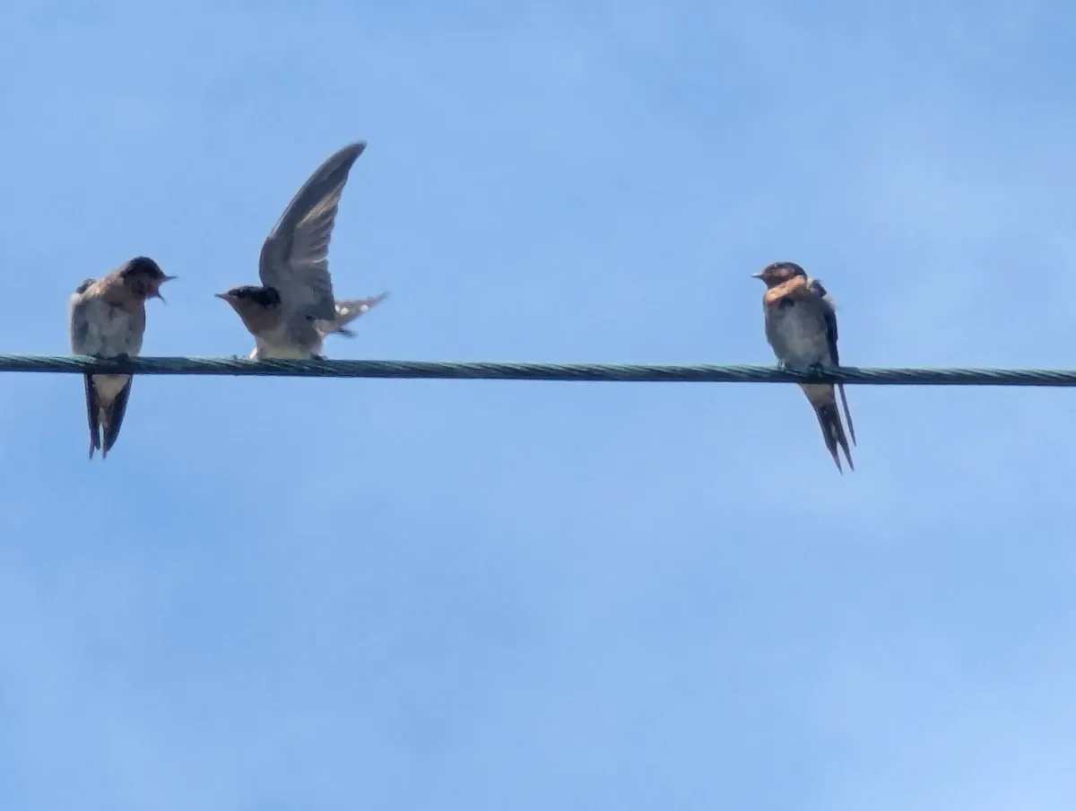 Two Birds on a Wire: Where's the Third, Garry?