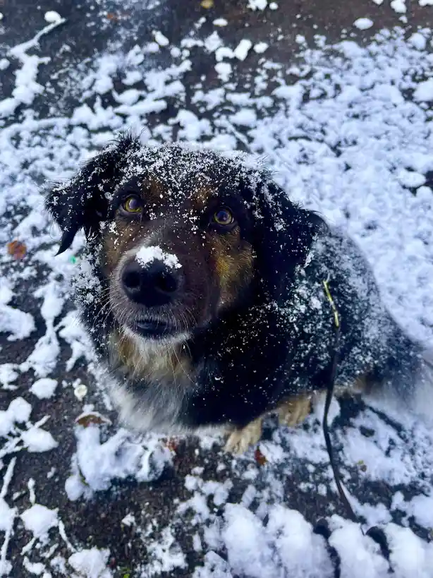 The perfect winter boop moment!