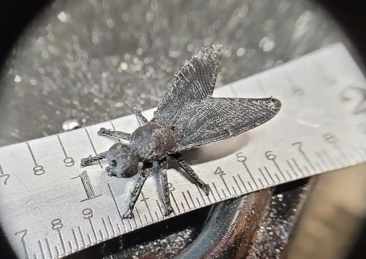 The Fly: A Tiny Intruder with Big Attitude