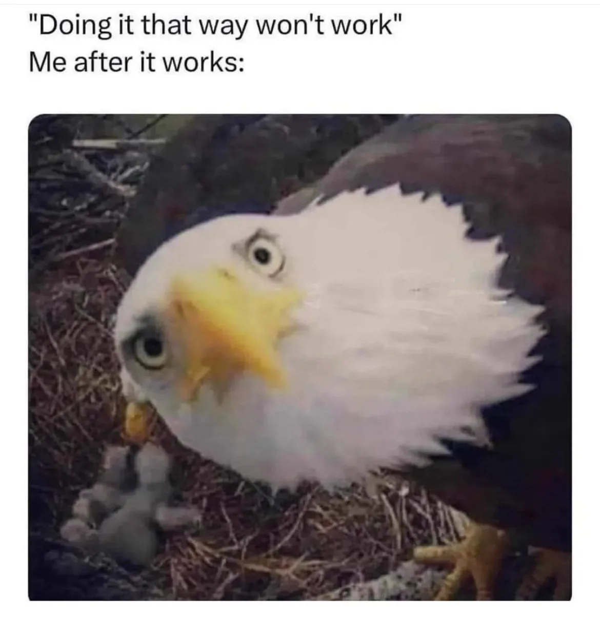 Need a meme dump? I'm here to help!