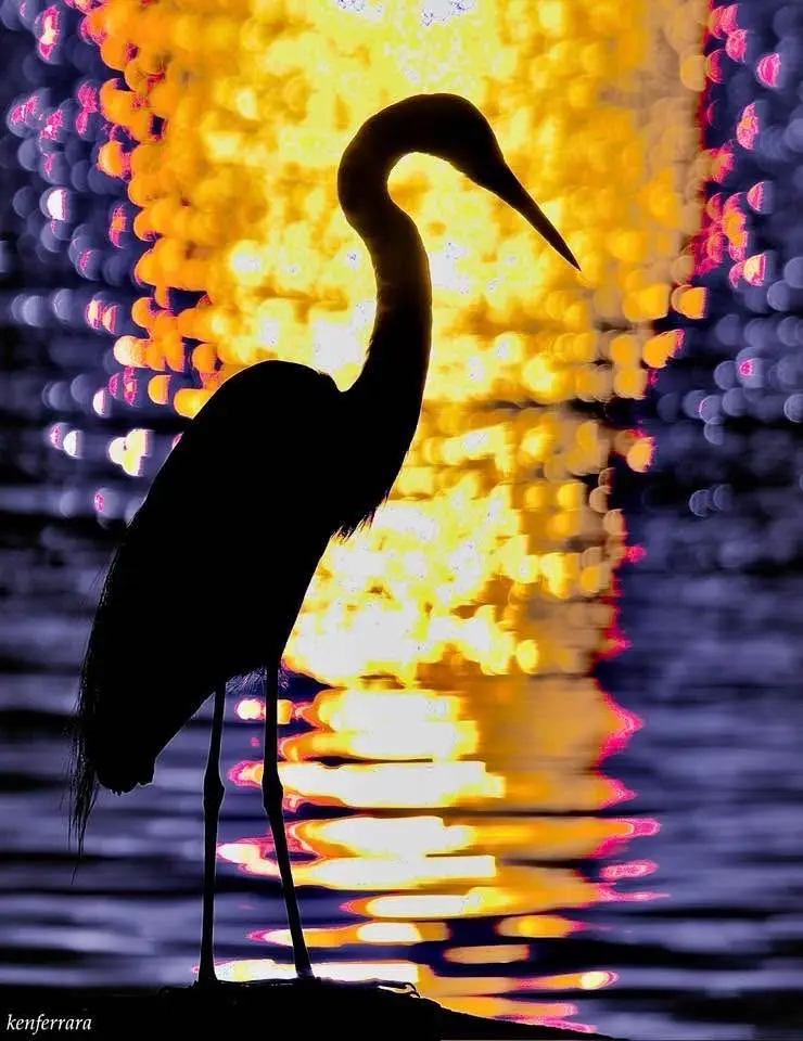 Majestic Heron in Its Natural Habitat