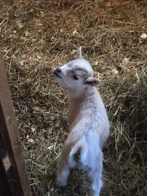 A small, fluffy white and tan baby goat stands on hay, looking upward with a slightly squinted, innocent expression. The…