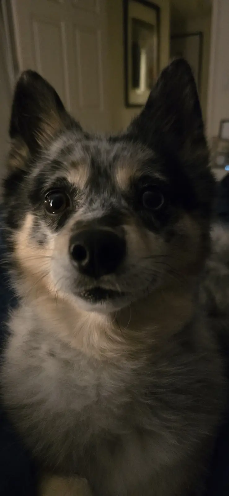A close-up photo of a small dog with pointed ears and a black-and-white coat, looking directly at the camera with wide…