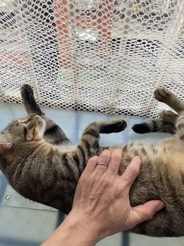 A tabby cat lies on its back on a blue surface, belly exposed, while a human hand with a ring gently pets it. The cat…