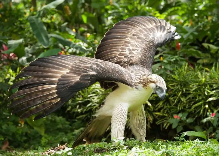 The Majestic Philippine Eagle: Nature's Marvel