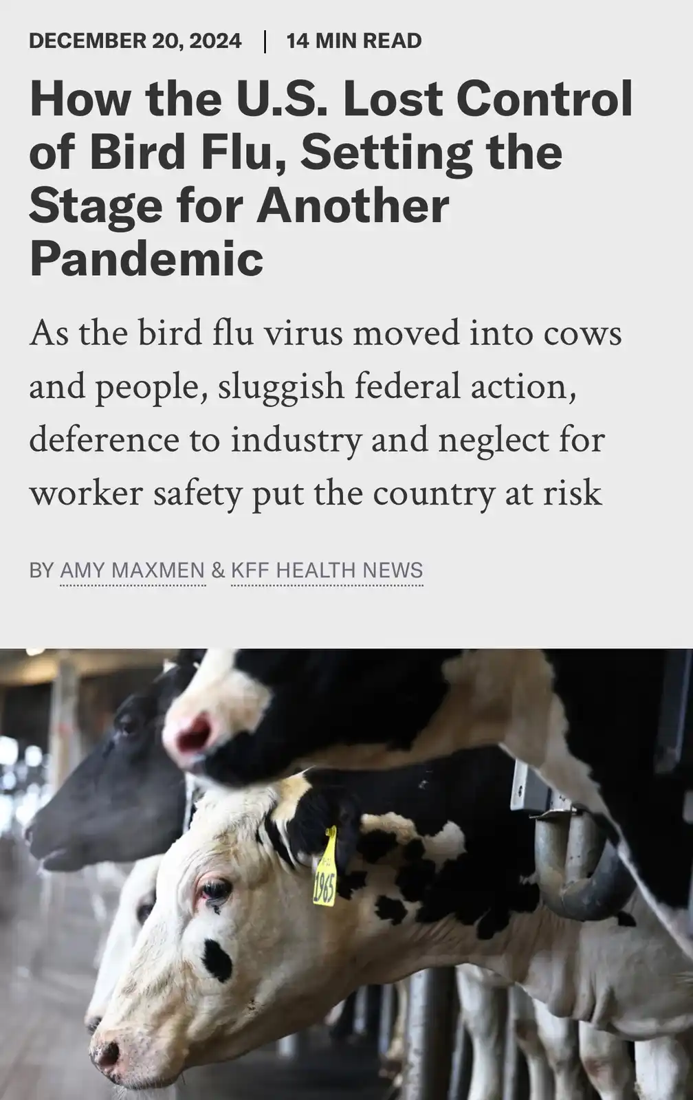 The image displays a news article headline about bird flu spreading to cows and people, overlaid on a photo of several…