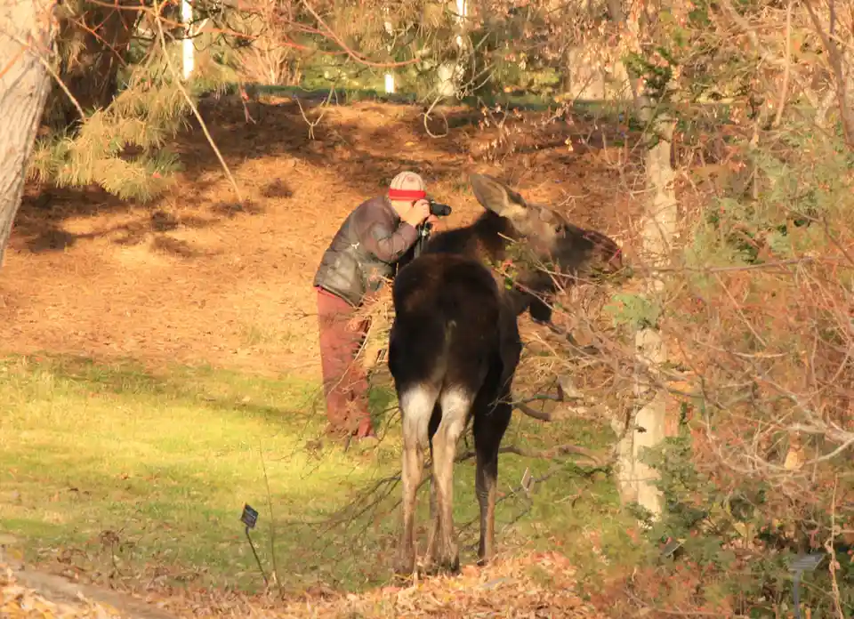 A person wearing a red headband and a dark jacket is crouched behind a large moose, holding a camera up to their eye as if…