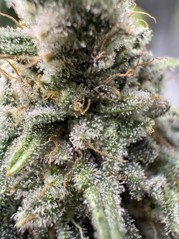 Exploring the World of Trichomes