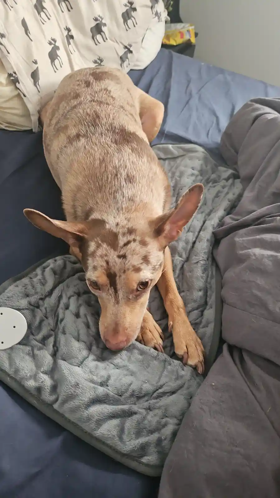 A tan and brown speckled dog with large ears is lying on a grey fleece blanket on a bed with blue sheets and moose-patterned…