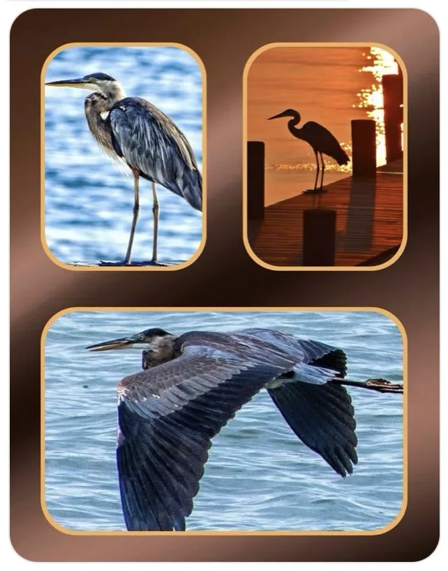 The image displays three separate photographs of a heron arranged in a collage format. The top-left photo shows a heron…