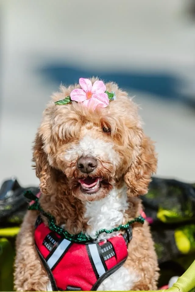 A fluffy brown and white dog wearing a red harness with reflective stripes and a pink flower on its head, looking directly…