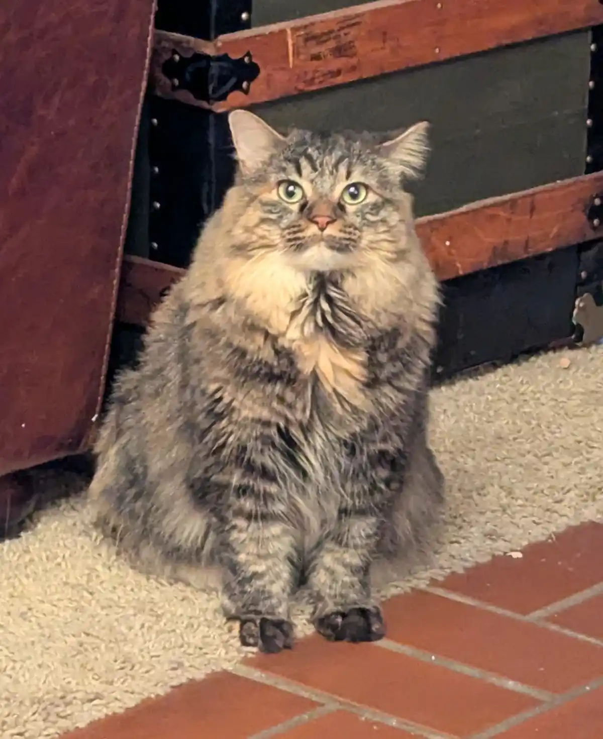 Meet my adorable fluffy feline!