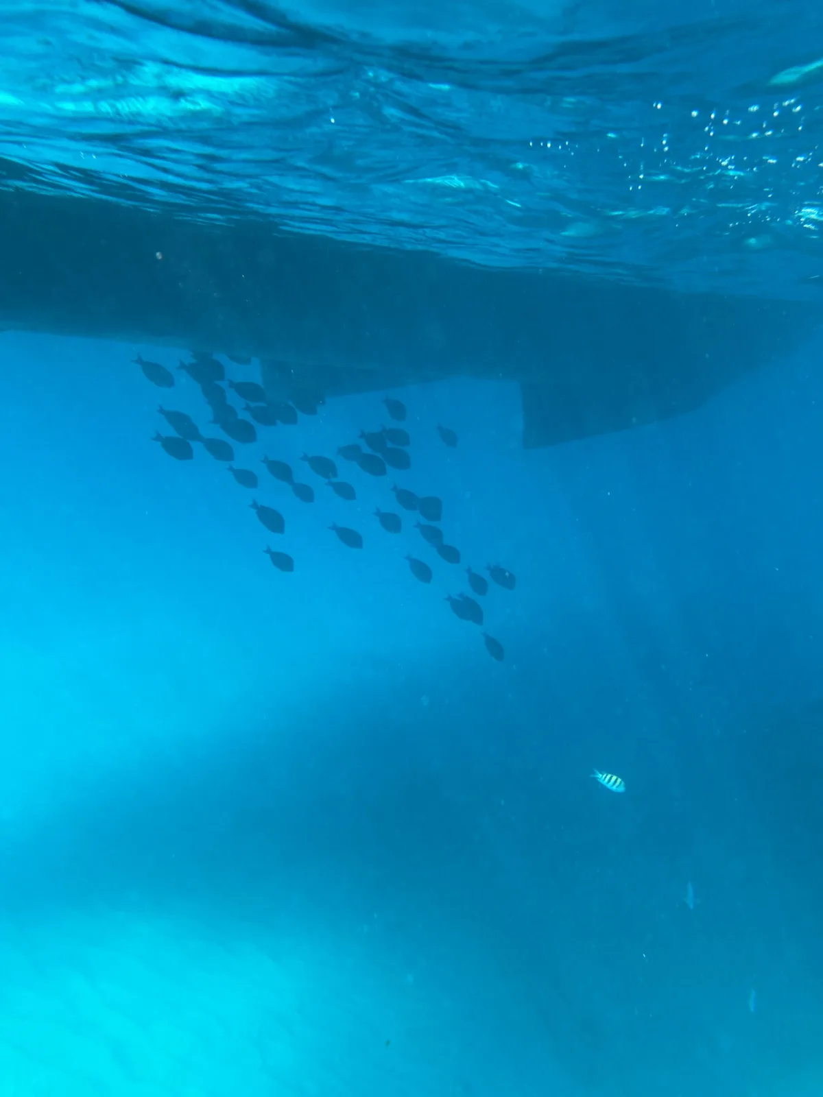 An underwater photo shows a school of dark fish swimming in a diagonal formation beneath the submerged hull of a boat, with…
