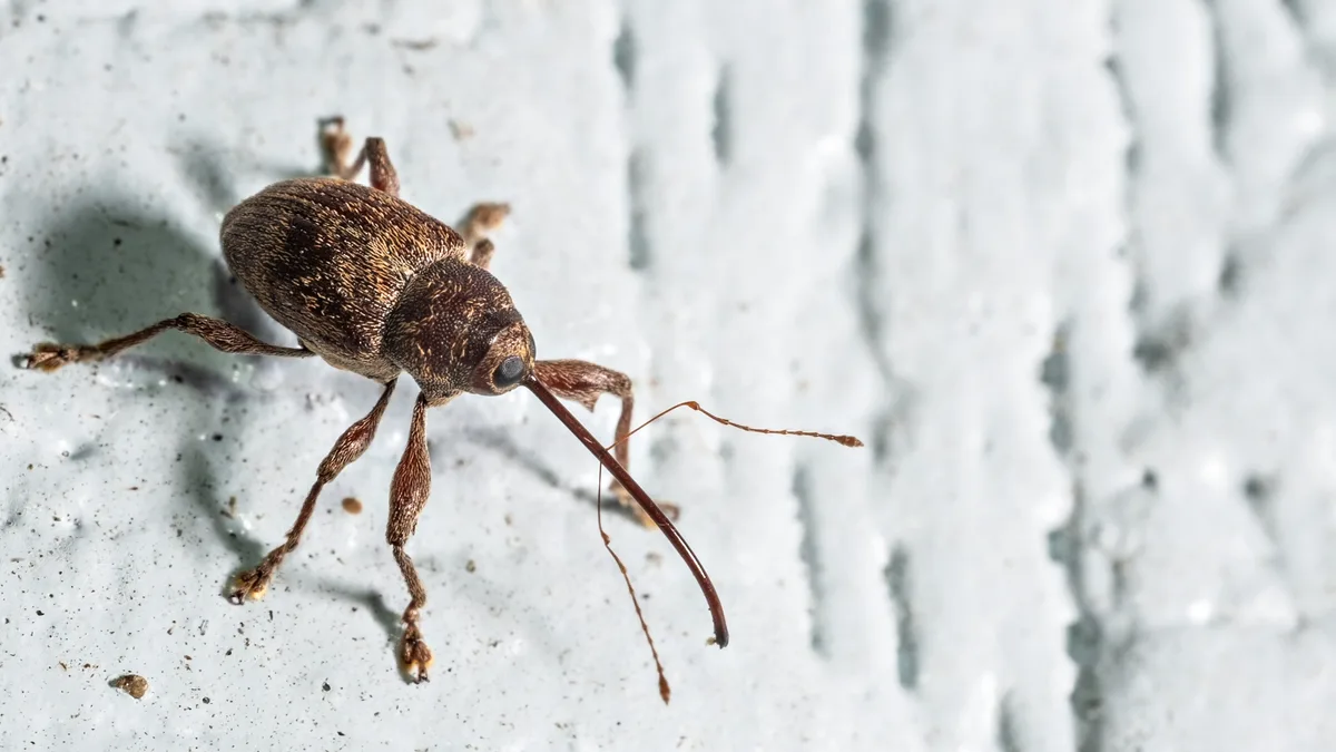 Celebrating Weevil Wednesday: A Happy Little Tradition