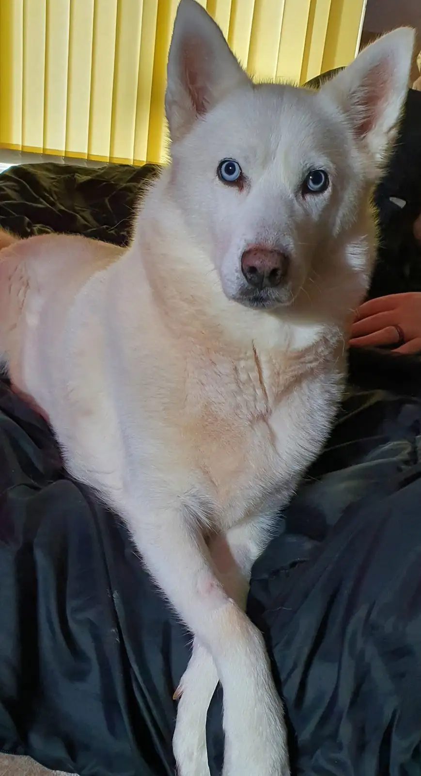 A white dog with striking blue eyes sits attentively on dark bedding, looking directly at the camera. The overlaid text…