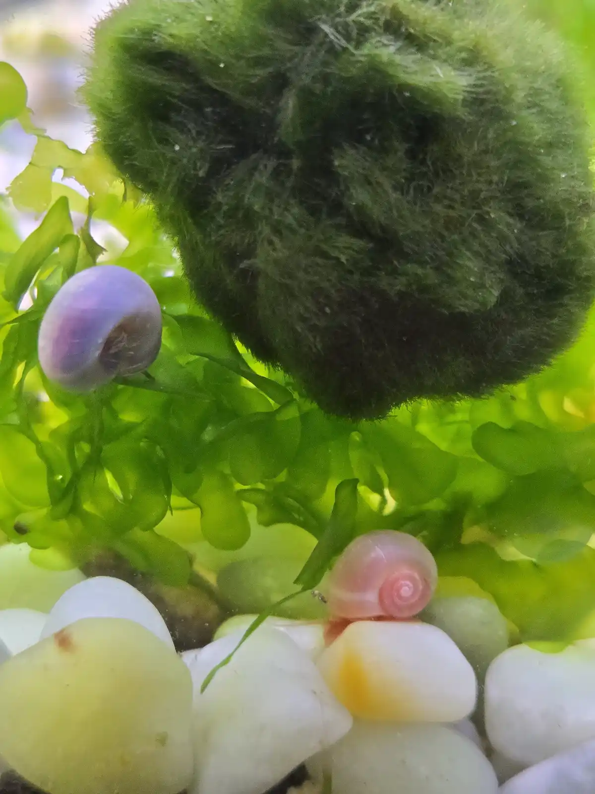 A close-up underwater photo shows a large, fuzzy green moss ball with a dark, shadowy face-like shape, surrounded by green…