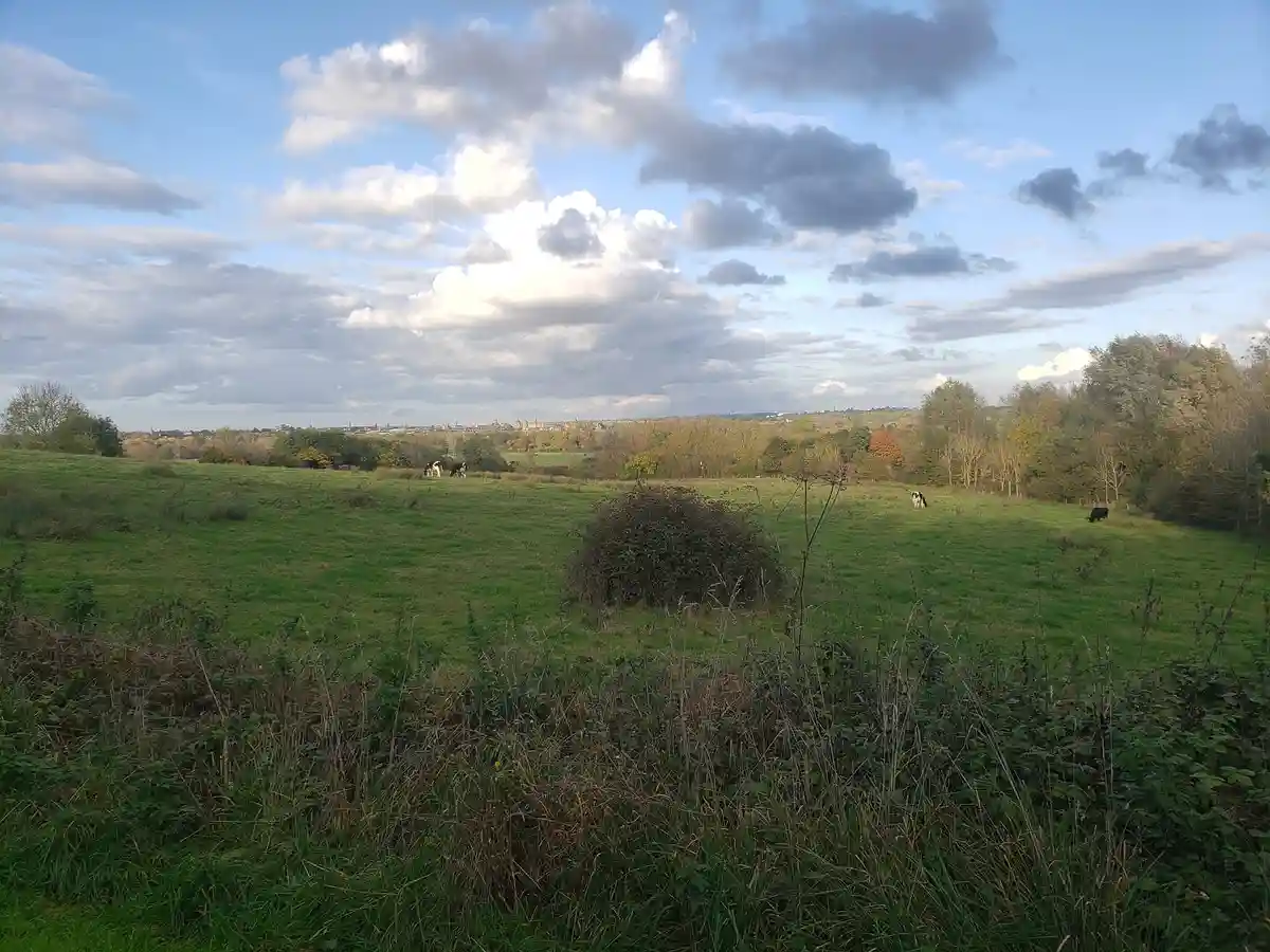 A wide, scenic view of a green pasture under a partly cloudy sky, with several cows grazing in the distance and trees lining…