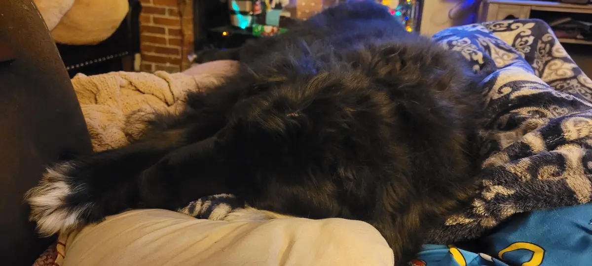 A large, fluffy black dog is sprawled out on a bed, partially covered by a patterned blanket, with its body stretched out…