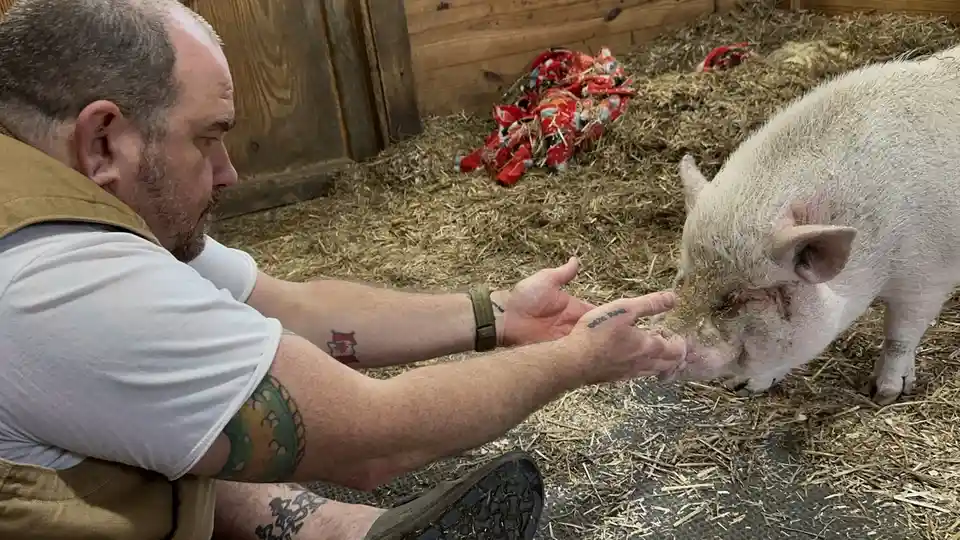 A man with tattoos on his arms is kneeling in a barn, offering his hand to a pig that is sniffing his fingers. The pig is in…