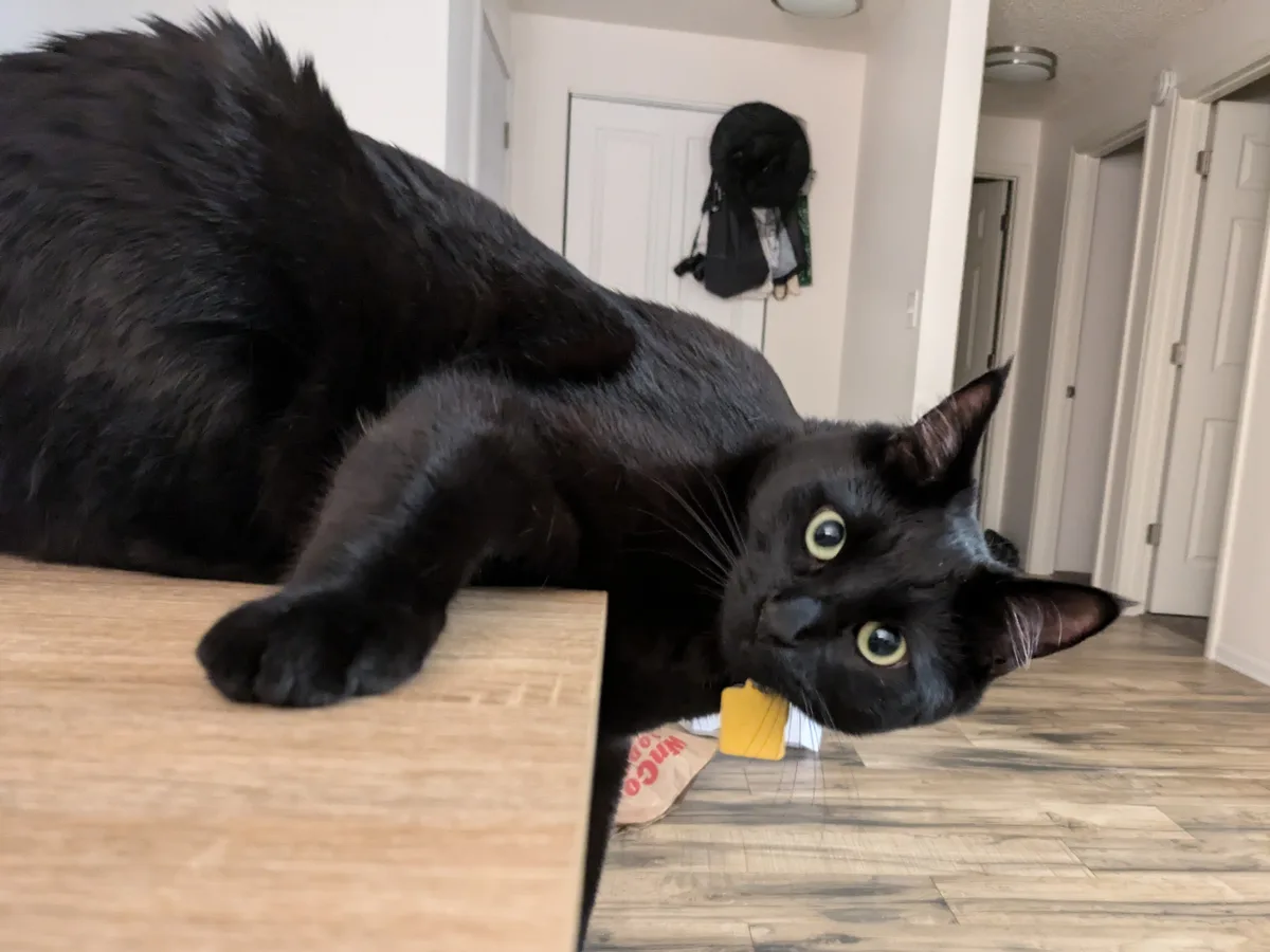 Meet my cat, he's quite the charmer!