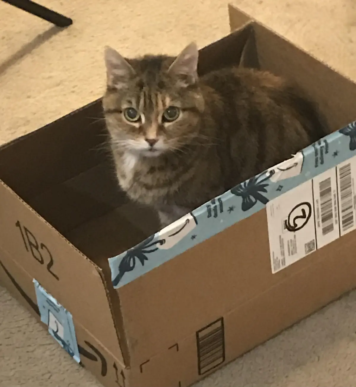 A tabby cat with green eyes sits inside an open Amazon cardboard box, looking directly at the camera with a serious…