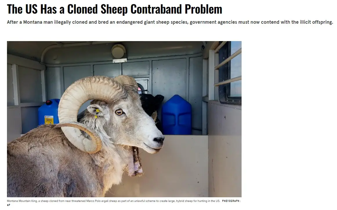 The US Faces a Surprising Issue with Cloned Sheep Smuggling