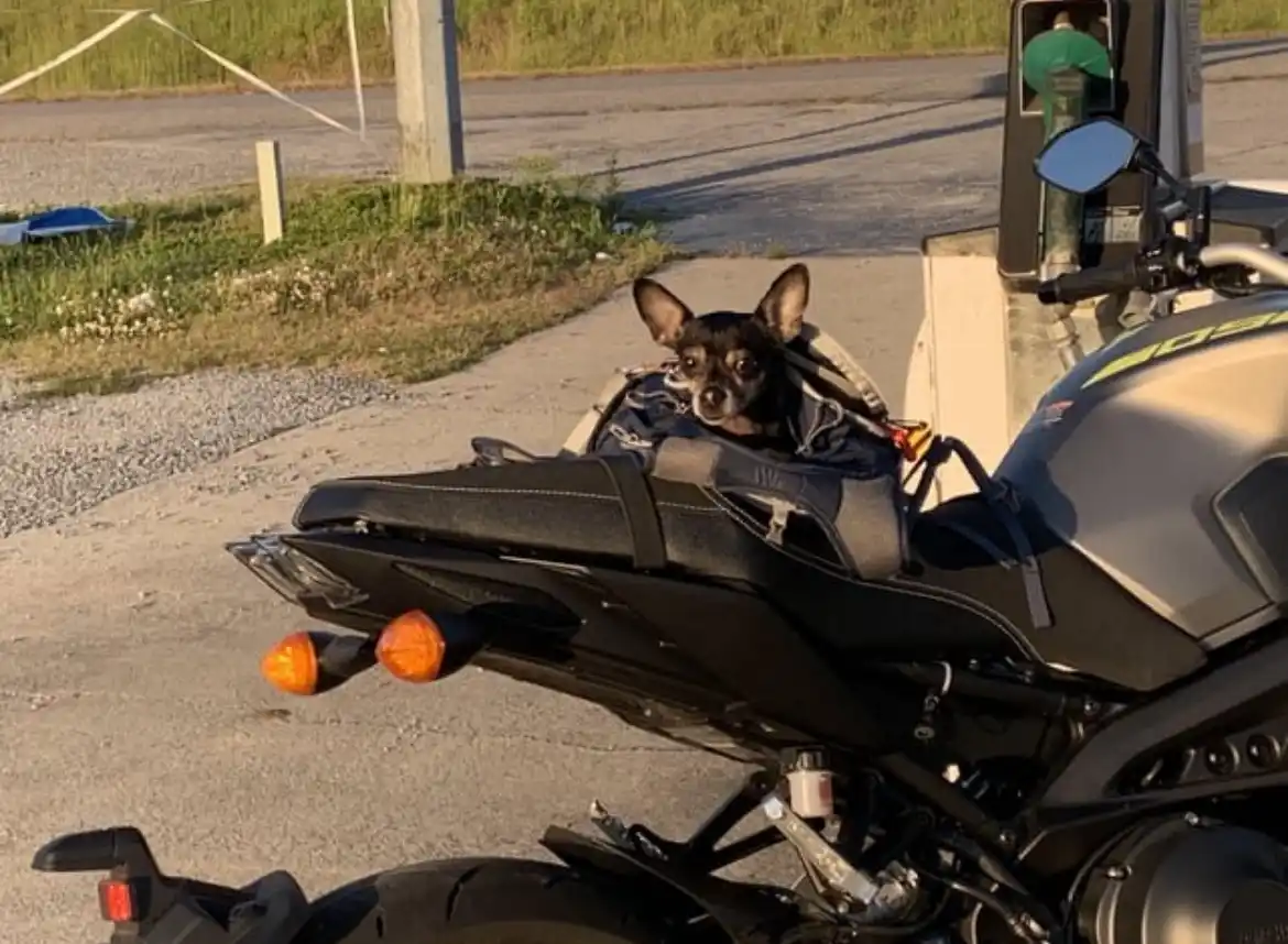 A small black dog with large ears sits in a blue and gray pet carrier strapped to the rear of a black motorcycle at a gas…