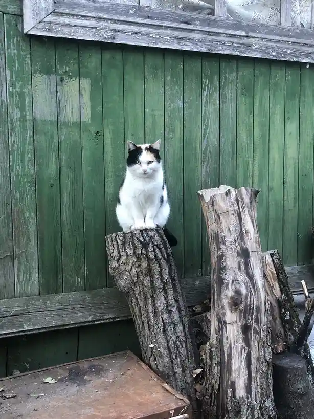 A calico cat with white, black, and orange fur sits upright on a weathered tree stump in front of a green wooden fence. The…