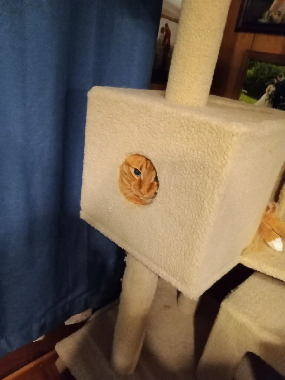 An orange tabby cat peeks out from a circular hole in a beige, fleece-covered cat tree, looking directly at the camera with…