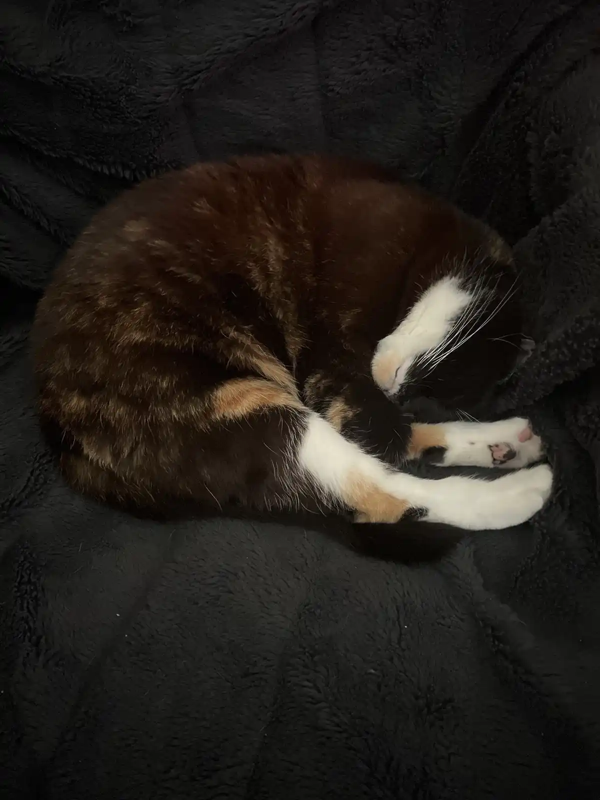 A calico cat with black, white, and orange fur is curled up tightly in a ball, sleeping soundly on a dark, fluffy blanket…