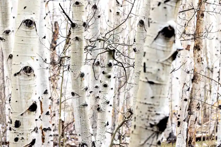 Majestic Trees of the Forest