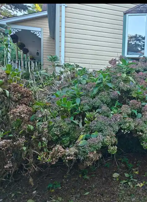 Beautiful Hydrangea Blooms