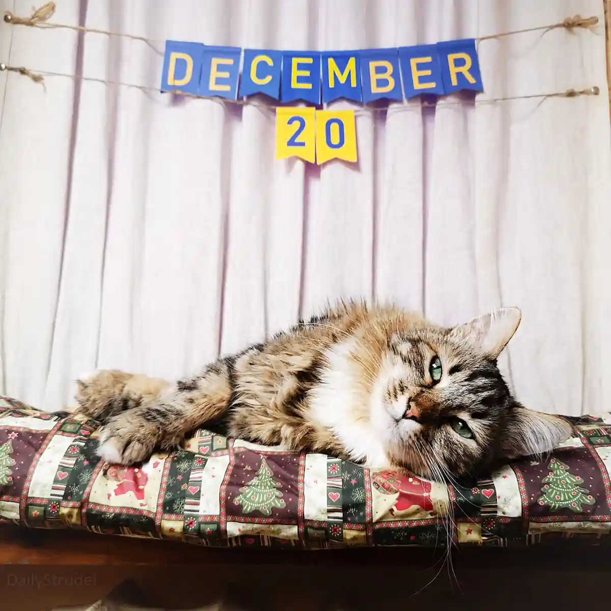 A fluffy tabby cat with green eyes lies lazily on a festive quilt featuring Christmas trees and Santa Claus, looking…