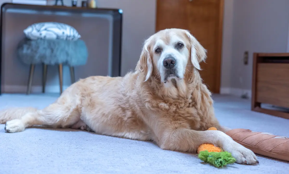Cooper's Festive Treat: A Carrot and Some Bread!
