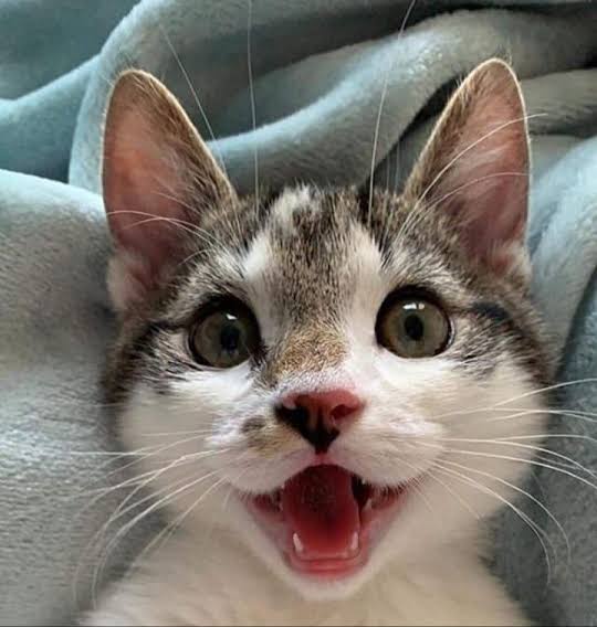 A close-up photo of a tabby and white cat with wide, startled eyes and an open mouth showing its teeth, as if screaming or…