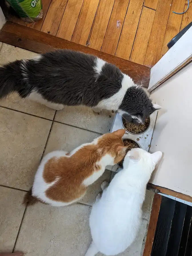 Three cats are gathered around two bowls of dry food on a tiled floor next to a wooden threshold. One gray and white cat…