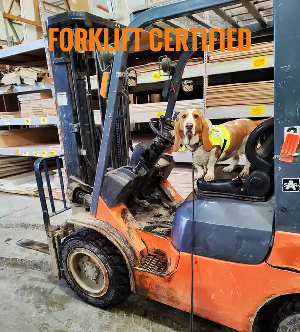 A basset hound wearing a yellow safety vest is sitting in the driver's seat of a forklift inside a warehouse filled with…