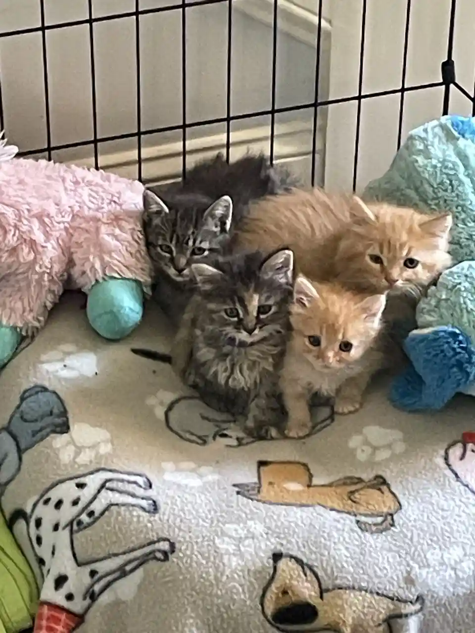 Four small kittens, two gray tabbies and two orange tabbies, are huddled together on a blanket with dog and paw print…