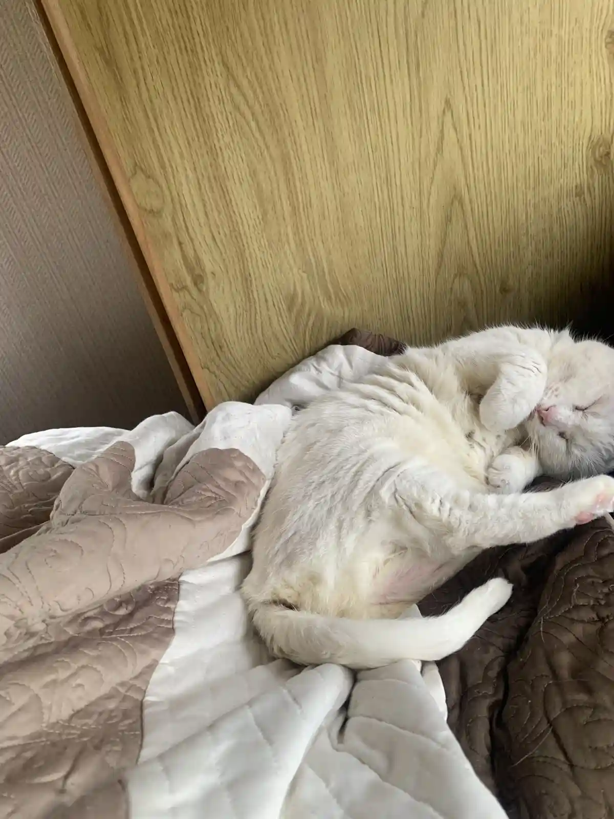 Adorable Sprinkles Stealing Hearts